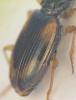 Bembidion tetracolum